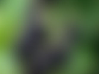 Vinaigre de mûres sauvages