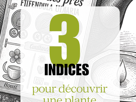 🌿 Devine #2… tu avais reconnu la mélisse ?