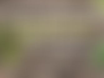 Tu veux faire pousser tes tisanes… mais tu ne sais pas où les installer ? Et pourtant, c’est essentiel. Une plante mal placée, ce n’est pas juste une plante qui pousse moins bien… c’est une plante qui produit moins de principes actifs donc moins de goût… et moins de bienfaits dans ta tisane