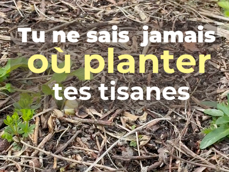 Tu veux faire pousser tes tisanes… mais tu ne sais pas où les installer ? Et pourtant, c’est essentiel. Une plante mal placée, ce n’est pas juste une plante qui pousse moins bien… c’est une plante qui produit moins de principes actifs donc moins de goût… et moins de bienfaits dans ta tisane