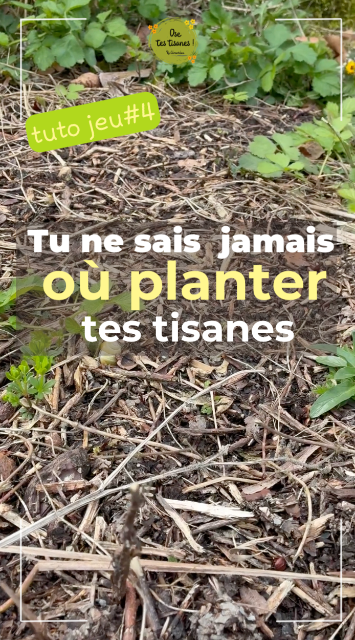 Tu veux faire pousser tes tisanes… mais tu ne sais pas où les installer ? Et pourtant, c’est essentiel. Une plante mal placée, ce n’est pas juste une plante qui pousse moins bien… c’est une plante qui produit moins de principes actifs donc moins de goût… et moins de bienfaits dans ta tisane