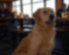 Dog at a dog friendly bar in colorado springs