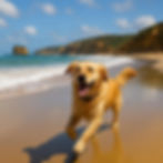 Dog at on a dog firendly beach torquay