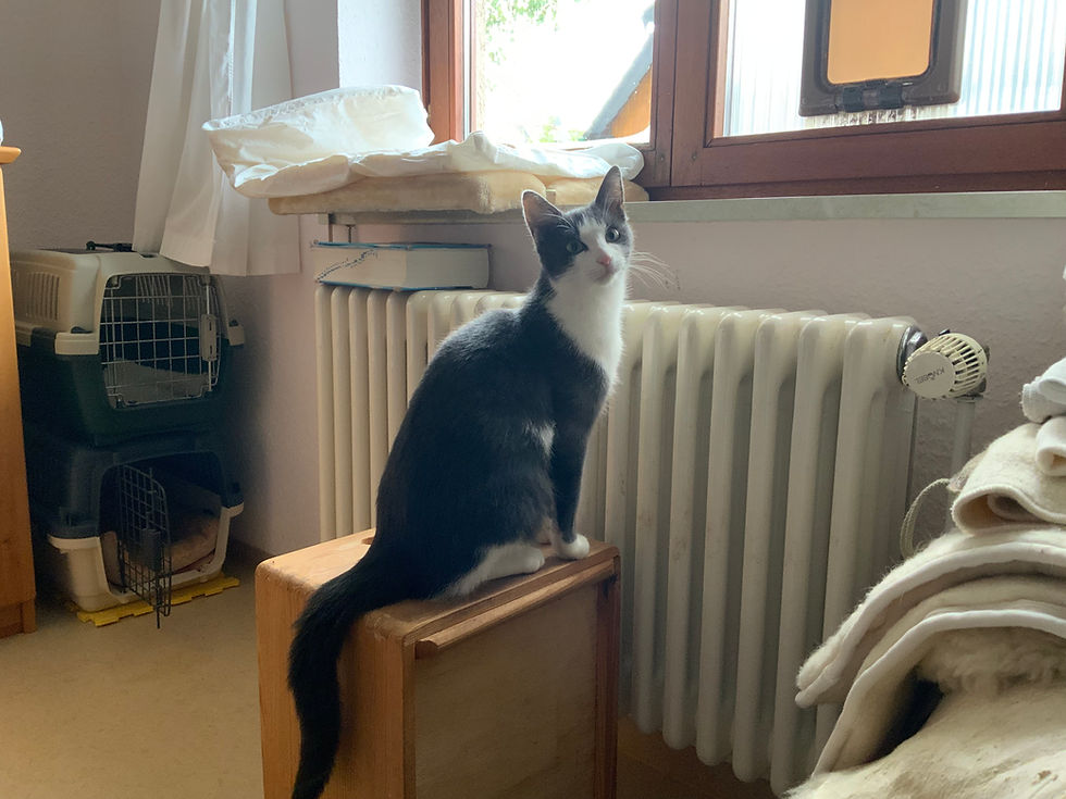 Königsfeld (beim Finder)