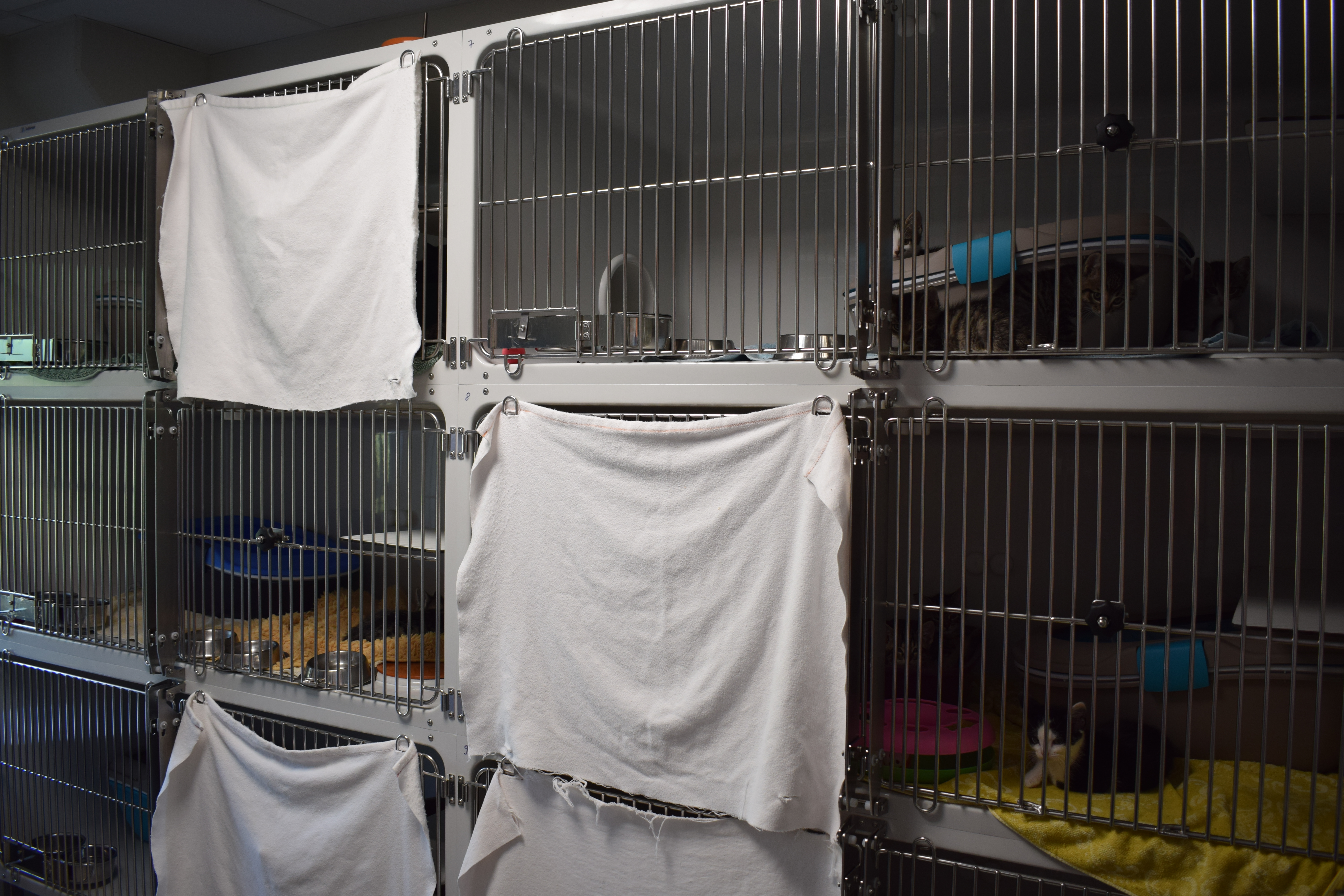 Katzen Quarantäne