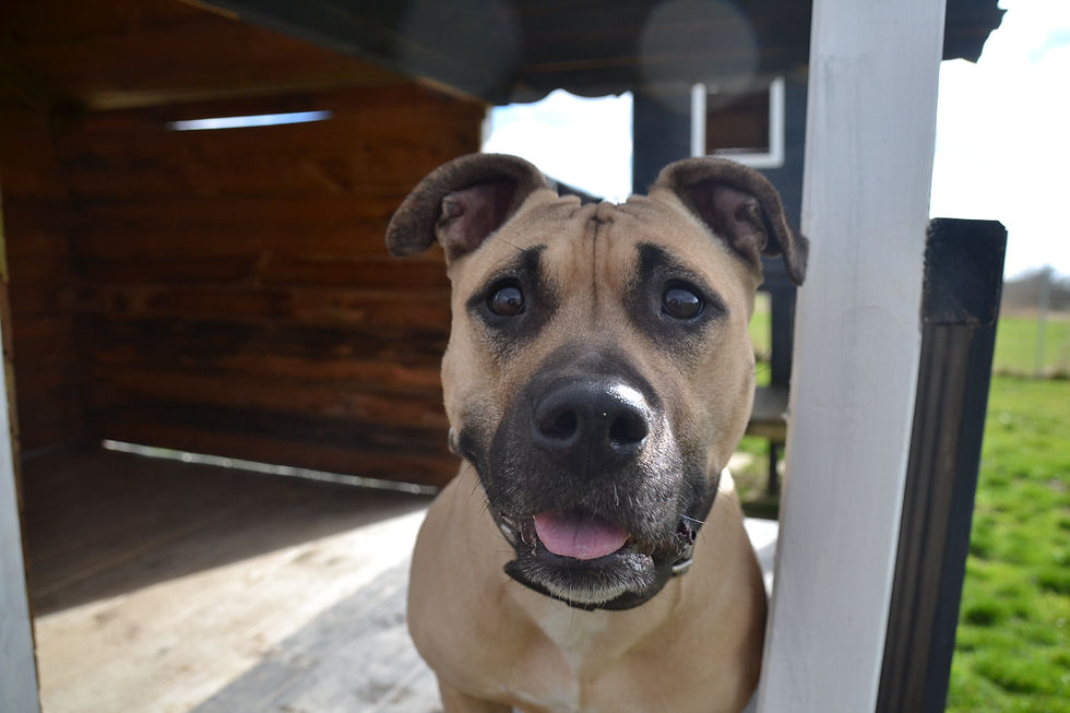 Hunde | Kreistierheim SBK