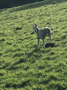whippet on a walk