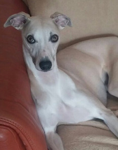 whippet dog