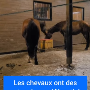 On ne dit pas « ami » mais partenaire préférentiel