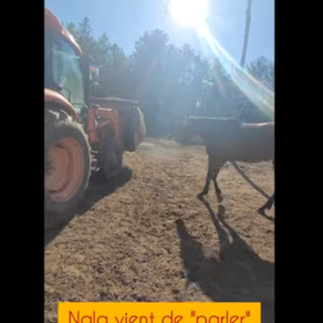 Mon cheval parle au tracteur (avec un signal d'apaisement)