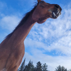 Zone d'apprentissage chez le cheval