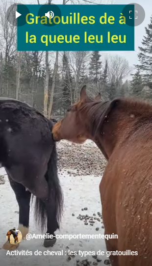 Des chevaux qui se grattent ou qui se font gratter par un humain.