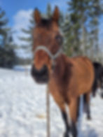 Un cheval avec un seul œil qui regarde droit devant elle, durant l’hiver