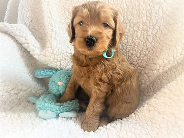 Aqua Boy 5 Weeks.jpg