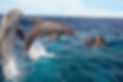 Kizimkazi dolphin tour.jpg