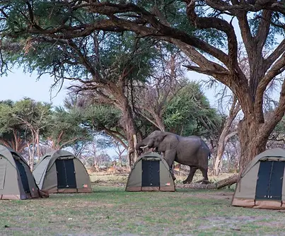tarangire campsite.webp