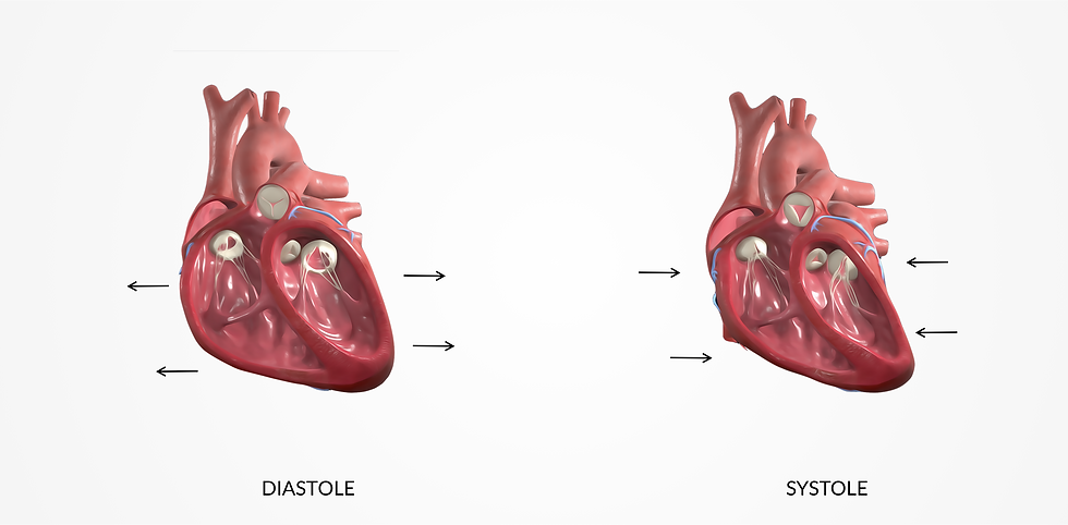 Medizinisches Schaubild Systole und Diastole Herz