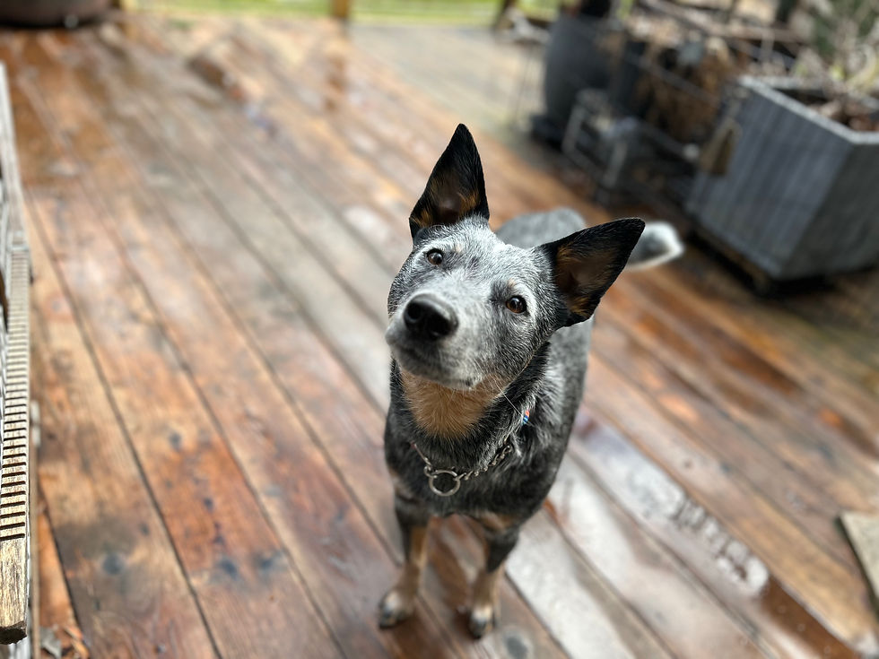 dog