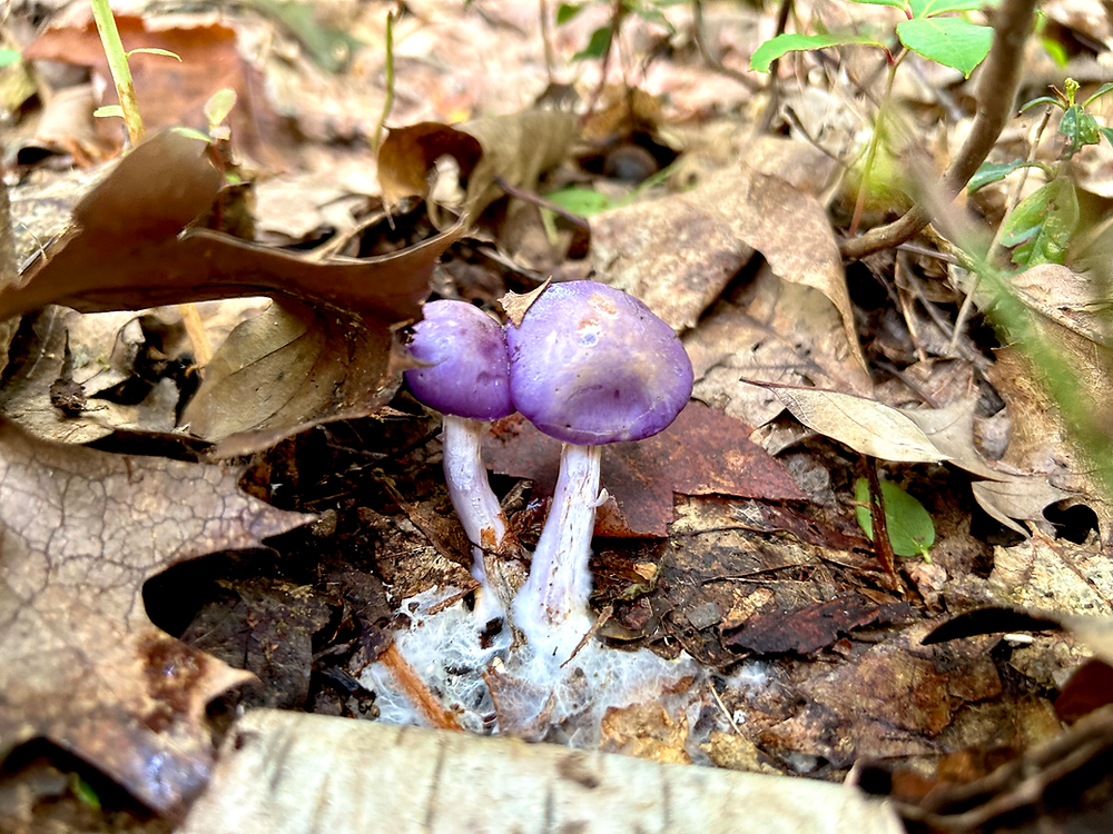 Mysteries of Fungi: Can Mushrooms Harm You just through Touch?