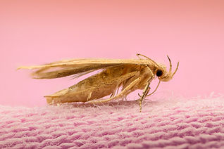 Cloth Moth.jpeg
