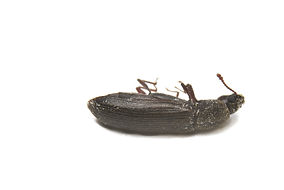 Powder Post Beetle.jpeg