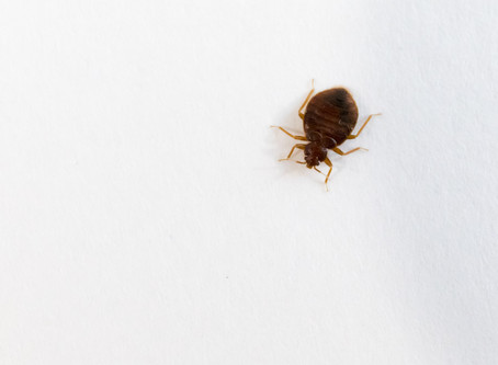 Airbnb = Bedbugs??