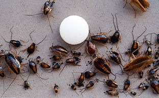 Roaches Lots.jpeg