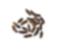 Mouse_Feces.jpeg