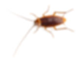 American Roach.jpeg