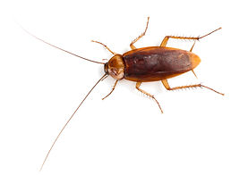 American Roach.jpeg