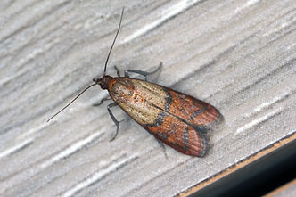 Indian Meal Moth.jpeg