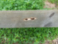 Carpenter Bee Hole.jpeg