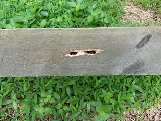 Carpenter Bee Hole.jpeg