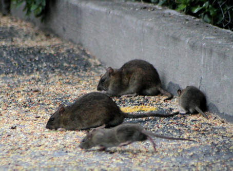 Rat Sighting Keep on Rising!