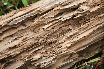Termite Damaged Wood.jpeg