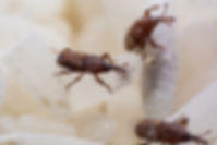 Weevil.jpeg