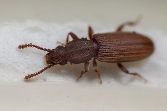 Saw Tooth Grain Beetle.jpeg