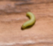 Larva_Moth.jpeg