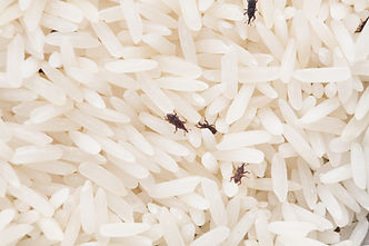 Weevil_Rice.jpeg
