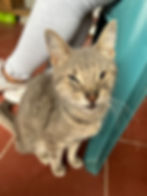 gray-tabby-rescue-catjpg