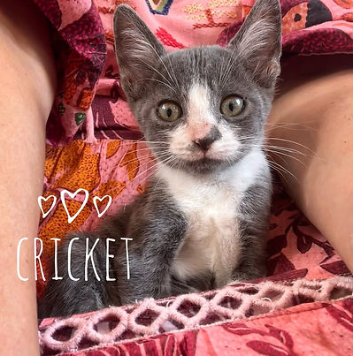 Cricket - Bonded with Carlos