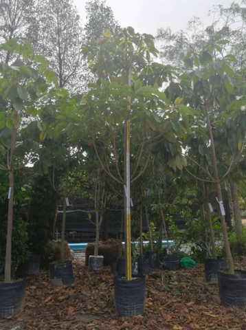 Jelutong - Dyera Costulata.png
