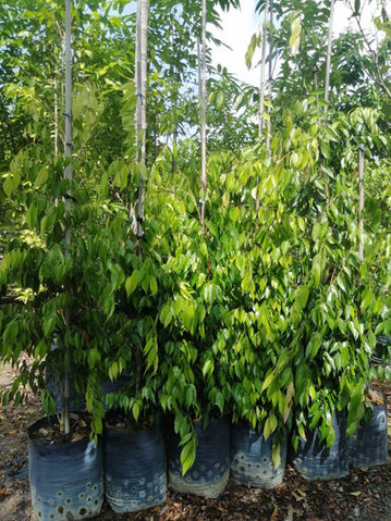 Cleistanthus malaccensis.jpg