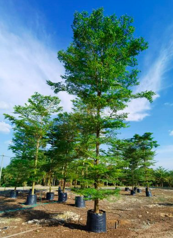 Terminalia Mantaly - Bucida Green.png