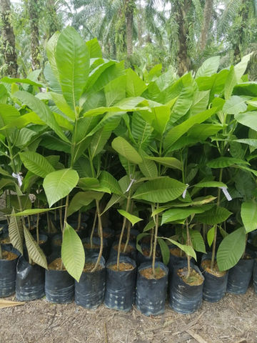 Golden Gardenia - Gardenia carinata.jpg
