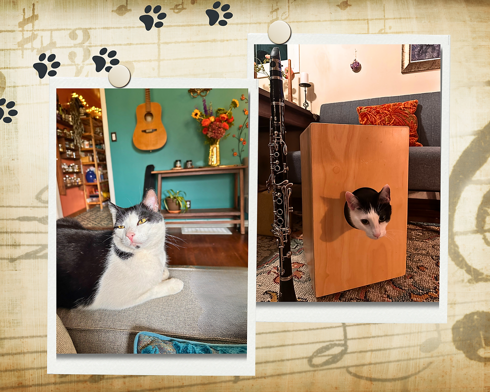 Musical cats image showing a tuxedo cat near an acoustic guitar and another  cat next to a clarinet and cajon.