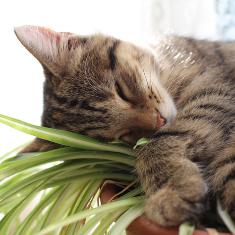 Tabby kitten sleeping on spider plant leaves.