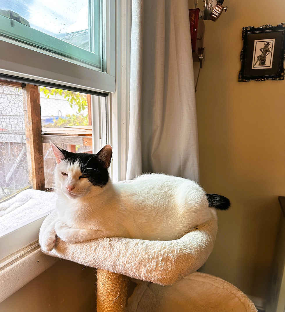 White and black cat snoozing on a cat tree next to an open window.