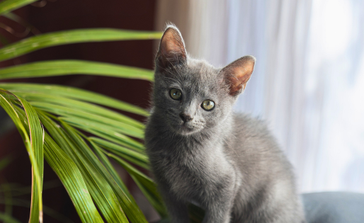 A grey kitten next to a Parlor Palm plant.