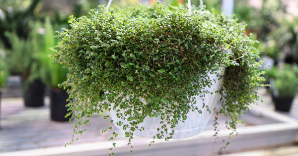 audrey the plant Ficus Audrey Bush | Indoor Plants and Houseplants for Delivery